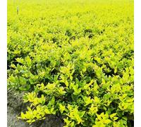 Semi di siepe di ligustro, arbusti fioriti, resistenti resistenti da balcone organico per luoghi soleggiati verdi raro per giardinieri siepi decorazioni da 80pcs