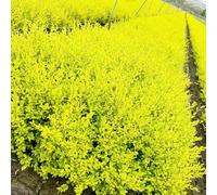 Semi di siepe di ligustro, decorazioni da giardino per esterni per giardinieri resistenti giardini rocciosi arbusti sempreverdi, resistenti all'inverno giardino arbusti 80pcs