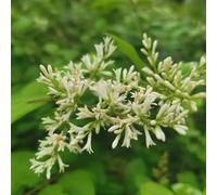 semi di siepe di ligustro, resistenti per balcone, aiuola rialzata da giardino perenni 500pcs