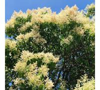 semi di siepe di ligustro, vecchie varietà, balcone letto rialzato, giardino resistenti, 300pcs