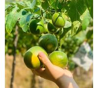 Semi di Siraitia Grosvenorii, per luoghi soleggiati vecchie varietà semi di medicinali da nani resistenti da colonnari 25pcs