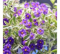 Semi di Solanum Rantonnetii - semi di genziana varietà antiche resistenti per giardini rocciosi biologici selvatici per i luoghi 100pcs