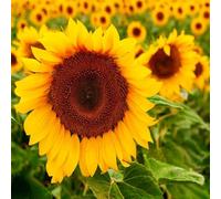 semi di sole semi di giardino prato selvaggio balcone sole estate copertura del suolo, perenne 50pcs