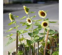 semi di sole semi primavera copertura del suolo, perenne resistente, giardino prato estate 400pcs