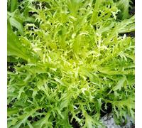 Semi di Sonchus oleraceus, balcone serra resistenti per il giardino giardino sul balcone semi di invernali di regali sostenibili 200pcs