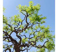 Semi di Sophora japonica, comprare semi di Styphnolobium japonicum, Le da balcone sono sementi biologiche da balcone 30pcs