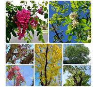 Semi di Sophora japonica, rustiche per balconi Semi di Styphnolobium japonicum, Le perenni sono 250pcs