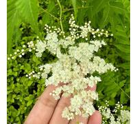 Semi di Sorbaria Sorbifolia, Spiraea, resistenti per il giardino arbusti roccioso resistenti arbusti decorazione 200pcs