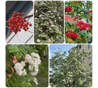 Semi di sorbo degli uccellatori, comprare Sorbo aucuparia, esotici da balcone semi di resistenti per il giardino semi di verdi 200pcs