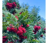Semi di sorbo degli uccellatori, resistenti all'esterno Sorbo aucuparia, semi di rare regali per gli amanti del giardino da balcone verdi 120pcs