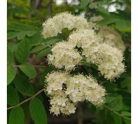 Semi di sorbo - regali sostenibili Sorbo aucuparia - vecchie varietà rare comprare semi di resistenti per il giardino 100pcs