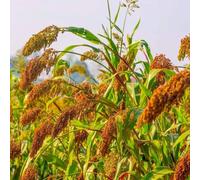 Semi di sorgo - Sorgo bicolore - esotiche biologici semi di resistenti per il giardino vecchi 500pcs
