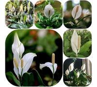 Semi di Spatifillo - vecchie varietà di verdi Giglio pace, per giardinieri ufficio decorative semi balcone interno serre balcone resistenti 300pcs