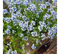 Semi di specchio elfico, Aiule rialzate per giardino di esotiche vecchie varietà, balcone 50pcs