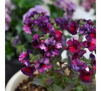 semi di specchio elfico - aiuola rialzata giardino resistenti tappezzanti perenni 90pcs