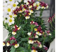 semi di specchio elfico resistenti, balcone in serra perenni decorazione per il giardino 800pcs