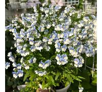 semi di specchio fate, resistenti primaverili da appartamento giardino da balcone in serra 150pcs