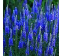 Semi di Speedwell di Spike - Veronica spicata