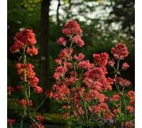 Semi di sperone - per giardino di semi come per gli ospiti selvatiche resistenti il giardino vecchie varietà selvatici 200pcs