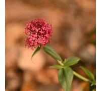 Semi di sperone - semi di selvatici resistenti per il giardino come per gli ospiti selvatiche farfalle prodotti sostenibili giardino 80pcs