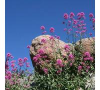 Semi di sperone - vecchie varietà semi di medicinali da giardino roccioso copertura del terreno selvatiche come per gli ospiti 50pcs