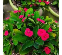 Semi di spina Cristo interna in vaso d'appartamento giardino 150pcs