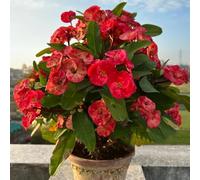 Semi di spina di Cristo, da balcone decorazione da giardino per esterni semi di esotiche regali per gli amanti del giardino autunnali resistenti 180pcs