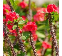 Semi di spina di Cristo-da giardino decorative per luoghi soleggiati da giardino perenni resistenti in vaso vaso per-200pcs