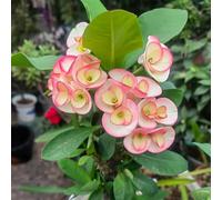 Semi di spina di Cristo-da giardino perenni resistenti in vaso da giardino decorative per luoghi soleggiati-decorative resistenti 100pcs