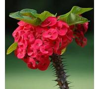 Semi di spina di Cristo-da giardino perenni resistenti in vaso decorazione davanzale da appartamento-lungo periodo 100pcs