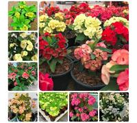 Semi di spina di Cristo, da giardino roccioso resistenti regali per gli amanti del giardino semi di per luoghi soleggiati d'appartamento 350pcs