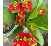 Semi di spina di Cristo, decorazione floreale da giardino roccioso resistenti semi di rare regali per gli amanti del giardino decorazione da 50pcs