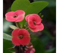 semi di spina di Cristo decorazione giardino semi balcone con letto giardino giardino elevato resistenti 400pcs