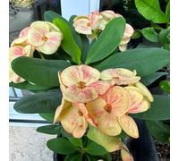 Semi di spina di Cristo-recisi-Molto adatti alle e agli insetti regali per gli amanti del giardino-decorazione soggiorno giardino 150pcs