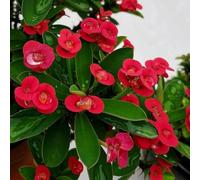 semi di spina di cristo semi di giardino selvatico rocce resistenti, resistenti all'inverno per balconi, giardino cristo 550pcs