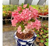 Semi di spina di Cristo-vaso per-meravigliosamente luminosi con perenni resistenti e perenni per esterni decorazione 150pcs