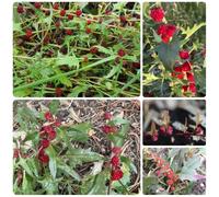 semi di spinaci alla fragola, vecchie varietà aromatiche da giardino giardino sul balcone raro semi di biologici resistenti per giardini rocciosi 300pcs