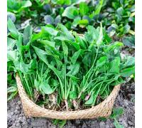 semi di spinaci biologici - rialzato balcone giardino resistenti tappezzante 500pcs