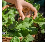 semi di spinaci - d'appartamento esotiche giardino interno in vaso biologici, varietà antiche 700pcs