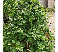 Semi di spinaci del Malabar - selvatiche giardino balcone rare invernali verdi giardino semi di prodotti sostenibili 250pcs
