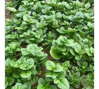 Semi di spinaci del Malabar - verdi per giardinieri resistenti prodotti sostenibili balcone semi di vecchie varietà 250pcs