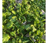 Semi di spinaci giardino roccioso antiche varietà biologici, 600pcs