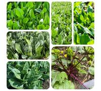 Semi di spinaci giardino sul balcone Aiuole rialzate per il giardino resistenti in vaso interno orticole balcone copertura del terreno rara 500pcs