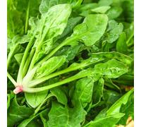 Semi di spinaci - giardino sul balcone vecchie varietà biologico giardino roccioso Aiuole rialzate per il d'appartamento esotiche resistenti, longeve 50pcs