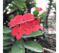 Semi di spine di Cristo - 180pcs