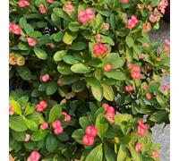 Semi di spine di Cristo 300pcs