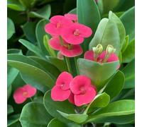 Semi di spine di Cristo esotici - 600pcs