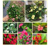 Semi di spine di Cristo, Euphorbia milii, acquistare la spina di Cristo regali per giardinieri da balcone 50pcs