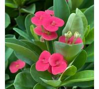 Semi di spine di Cristo, Euphorbia milii, acquistare la spina di Cristo resistenti per il giardino semi biologici 150pcs