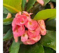 Semi di spine di Cristo, Euphorbia milii, autunnali decorativi acquistare la spina di Cristo verdi, da balcone regali per gli amanti del 50pcs